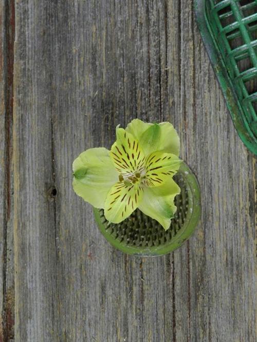 SHAKIRA GREEN ALSTROEMERIA